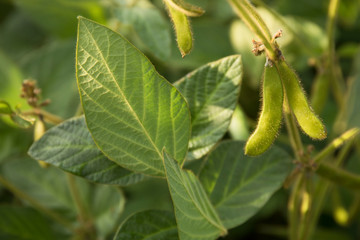 Agricultural soybean flower and pods plantation background on sunny day. Green growing soybeans against sunlight.