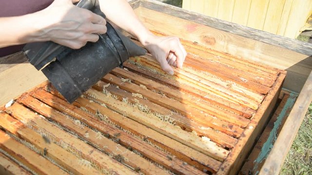 Working bees work honeycomb with honey