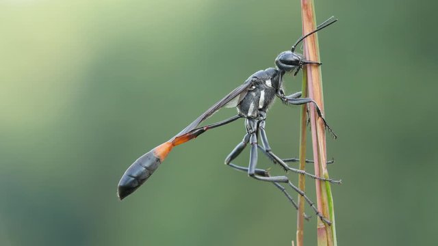 4K Thread-waisted Wasp (Ammophila procera) 2