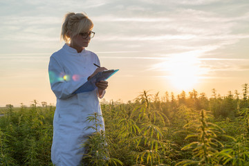 Scientist observing CBD hemp plants on marijuana field and taking notes
