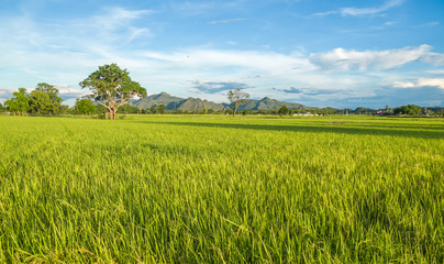 Thai Rice Field