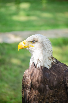 Aguila calva de perfil con sol