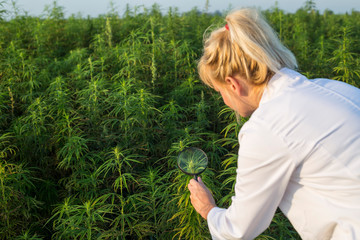 Scientist with magnifying glass observing CBD hemp plants on marijuana field