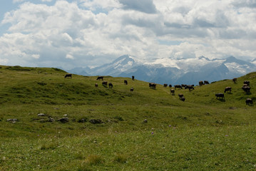 Fototapeta premium herd of cows grazing on alpine meadows, mountains of Serodoli and Zeledria peak, Dolomites, Madonna di Campiglio, summer, sun, travel, Alps, Trentino, Alto Adige, Italy