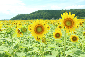 栃木県益子町　ひまわり畑