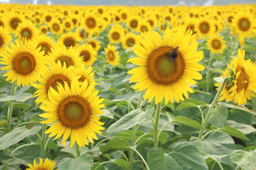 栃木県益子町　ひまわり畑