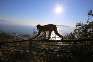 monkey in sunset