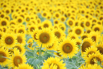 栃木県益子町　ひまわり畑