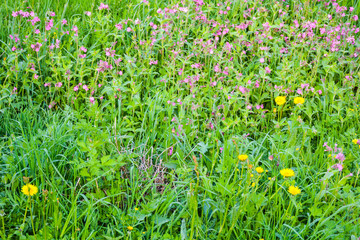 The grass is full of colors