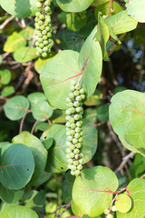 Sea Grape plant with grapes.