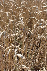 ears of wheat