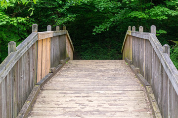 Bridge to Forest