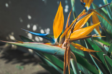 OCEANSIDE, California (USA): orange flower with blue detail on a green garden