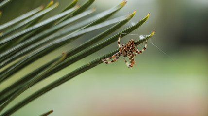 spider runs free at the green leaf