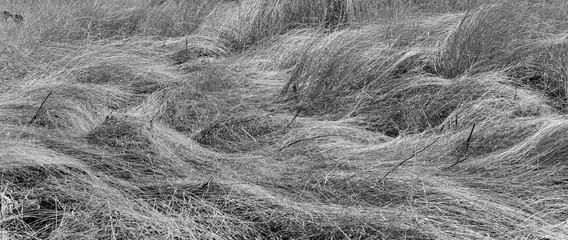 Grasses.  El Charco del Ingenio. San Miguel de Allende, Mexico.