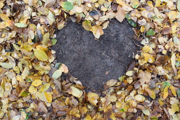 autumn leaves on ground