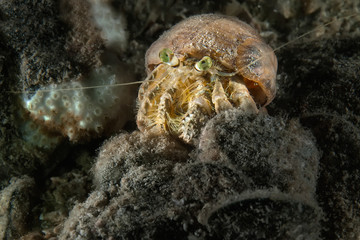 The hermit crab climbed the coral. Underwater macro photography