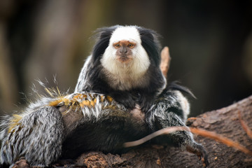 ouistiti de geoffroy