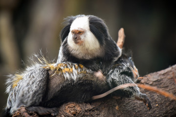 ouistiti de geoffroy