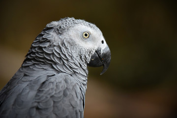 gris du gabon