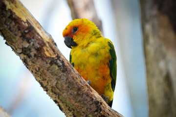 conure du soleil