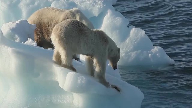 polar bears on an ice floe in the Arctic