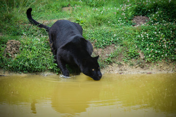 jaguar noir © AUFORT Jérome