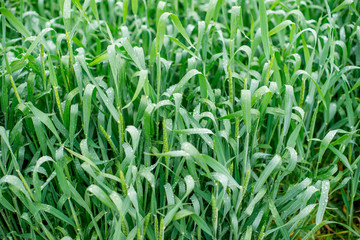green wheat in spring with raindrops