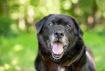 Naklejka premium A black senior mixed breed dog outdoors with a happy expression