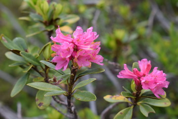 Alpenrose