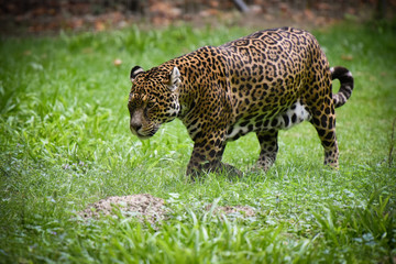 jaguar © AUFORT Jérome