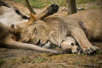 Obraz premium lion en pleine nature