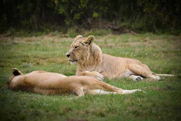 Naklejka premium lion en pleine nature