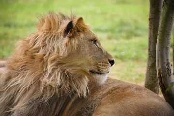 lion en pleine nature
