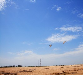 Group flock of seagulls on sea lake water and flying in sky