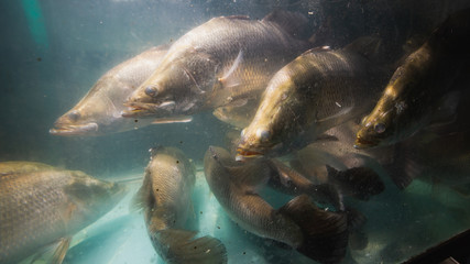 Fototapeta premium Snapper fish in aquarium