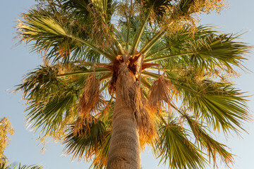 Palm tree in a sunny summer day at Mediterranean Region (view from below), under a clear sky.