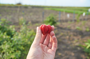 Ripe big strawberry in the hand. Tasty berrie close-up.