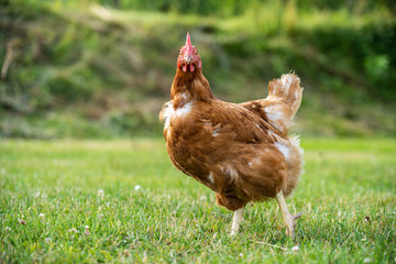 freilaufendes Huhn auf der grünen Wiese