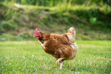 freilaufendes Huhn auf der grünen Wiese