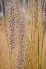 Grass seeds in a dry field closeup 