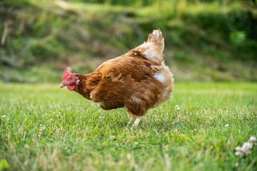 freilaufendes Huhn auf der grünen Wiese