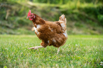 freilaufendes Huhn auf der grünen Wiese