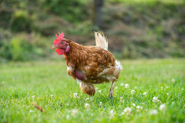 Naklejka na ściany i meble freilaufendes Huhn auf der grünen Wiese