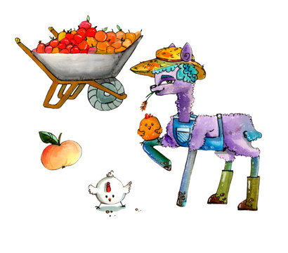 Watercolor cartoon illustration of cute farmer Llama in a straw hat, with a spikelet, in an apron, in boots and with little chicken. White chicken and a wheelbarrow with ripe apples. 