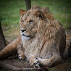 lion en pleine nature