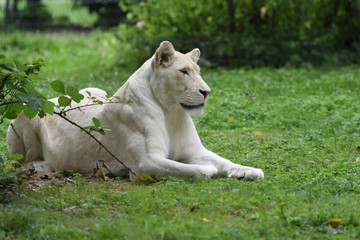 Fototapeta premium lion blanc