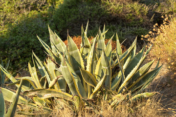 Agave Americana plant (Variegated Agave) on a sunny summer day in Datca.