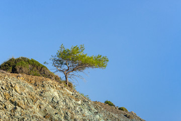 Single parasol pine (Umbrella pine, or known formally as Pinus Pinea) on a hill with blue clear sky...