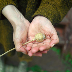 Hands holding opium plant - obrazy, fototapety, plakaty